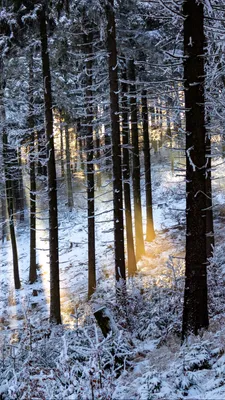 Обои на телефон зимний лес, деревья, лучи, блики - скачать бесплатно в  высоком качестве из категории \