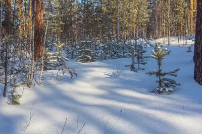 Зимний лес (фото) | Природа Южного Урала | Дзен