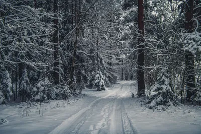 Зимний лес фотографии