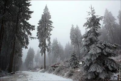Фото зимы 2019, зимний пейзаж, в лесу