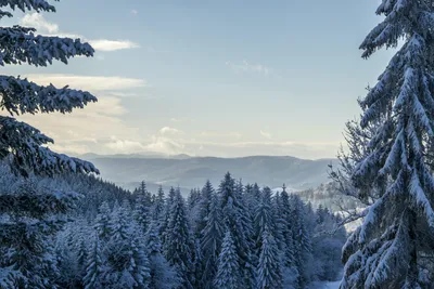 Лучшие фото (200 000+) по запросу «Зимний Пейзаж» · Скачивайте совершенно  бесплатно · Стоковые фото Pexels