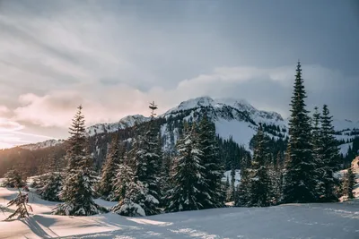 Красивый зимний пейзаж в горах - Creative Photos for Business and Human  Development