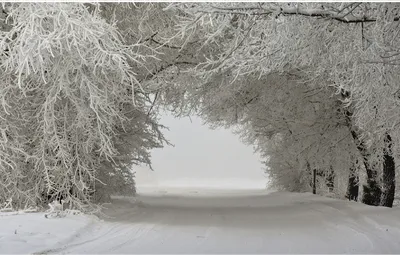 Обои снег, деревья, пейзаж, деревья в снегу, Зимний пейзаж, зима.,  заснеженная дорога картинки на рабочий стол, раздел природа - скачать