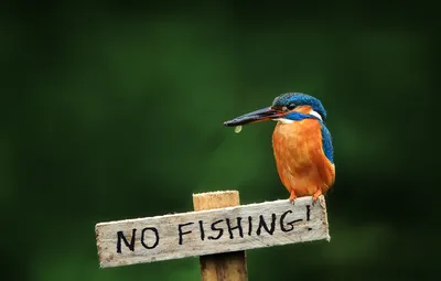 Обои птица, табличка, kingfisher, alcedo atthis, обыкновенный зимородок, не  рыбачить картинки на рабочий стол, раздел животные - скачать