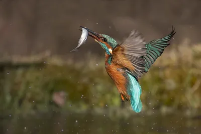 Фото Обыкновенный зимородок Рыбы Птицы охотится летящий животное