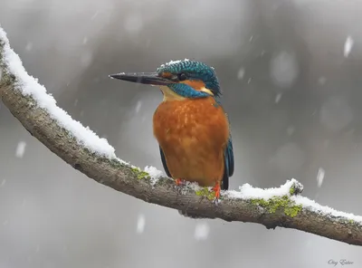 Зима и зимородок. Фотограф Олег Есиков
