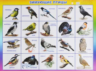 Зимующие птицы томской области - 75 фото