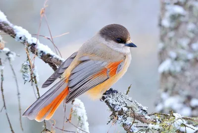 Зимние птицы подмосковья - 52 фото