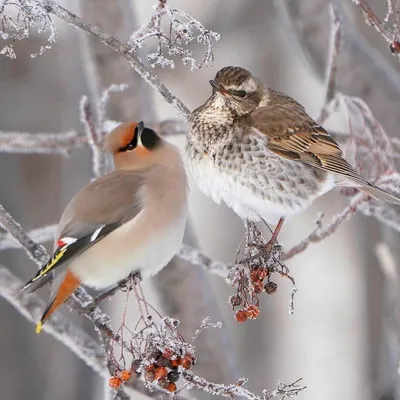 Зимующие птицы москвы и подмосковья фотографии