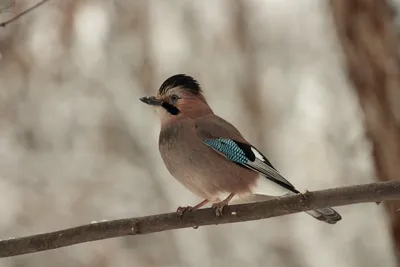 Зимние птицы Подмосковья - 65 фото: смотреть онлайн