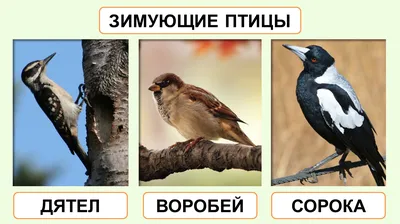 Сорока перелетная птица (Много фото!) - treepics.ru