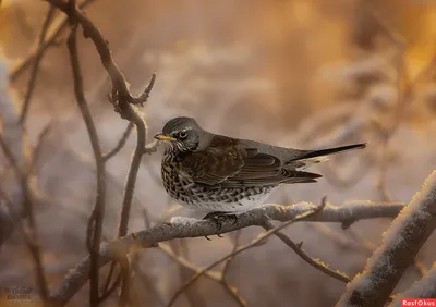 перелетные птицы: 2 тыс изображений найдено в Яндекс Картинках