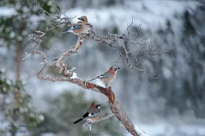 Сорока перелетная птица (Много фото!) - treepics.ru