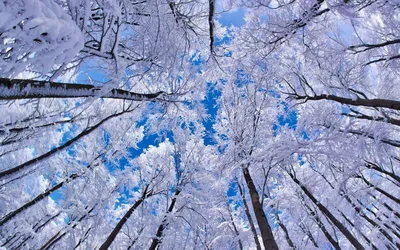 Красота зимы - 66 фото