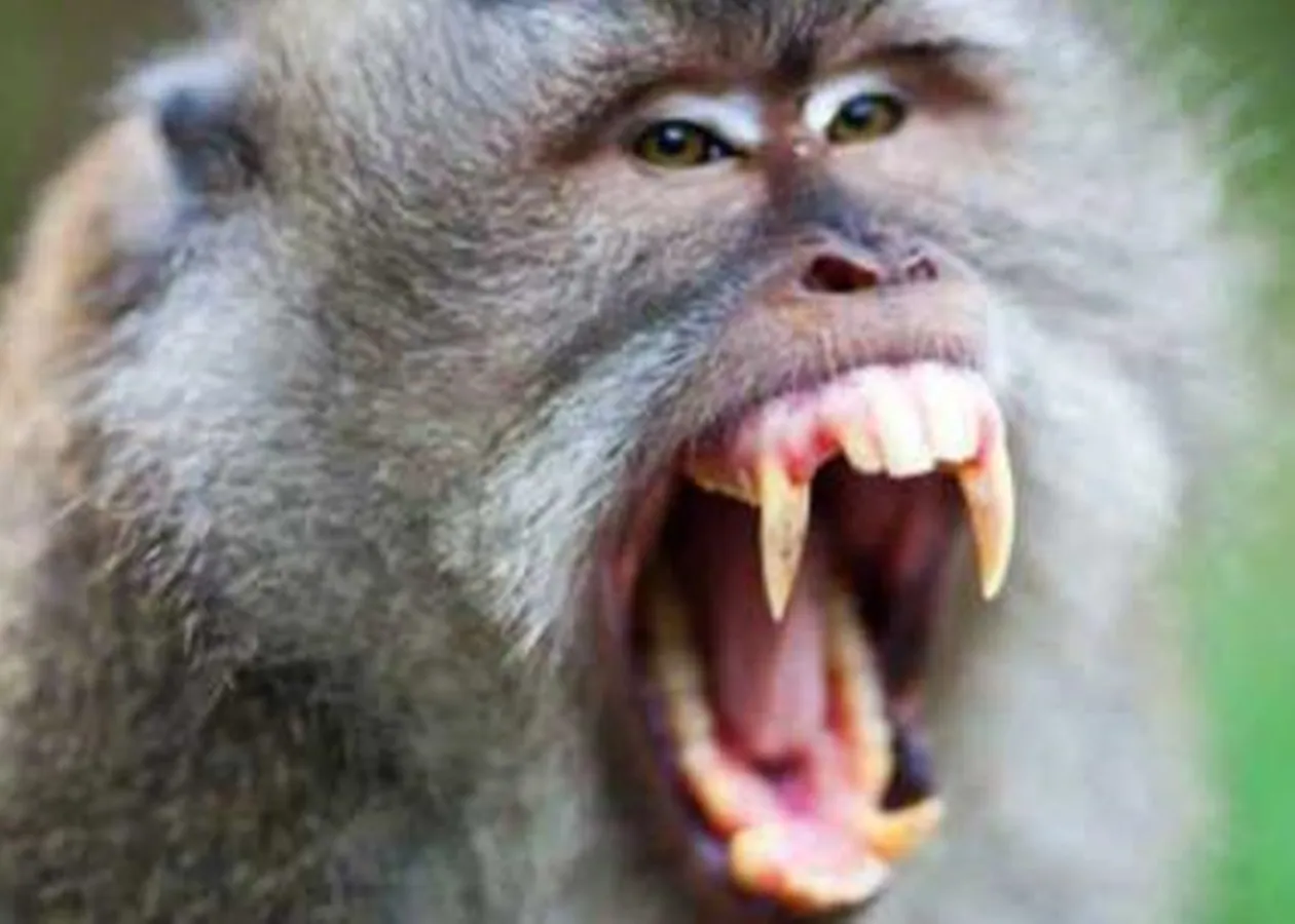 Укус обезьяны. Зубы шимпанзе.