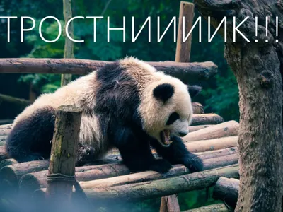 https://fun.ru/diary/panda_nemnogo_zlaya