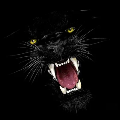 Black panther cat, Big cats art, Beautiful cats