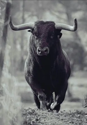 Злой бык» — создано в Шедевруме