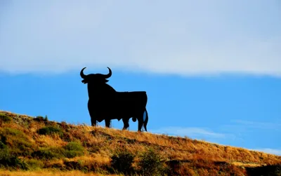 Angry Bull Stock Photos, Images and Backgrounds for Free Download