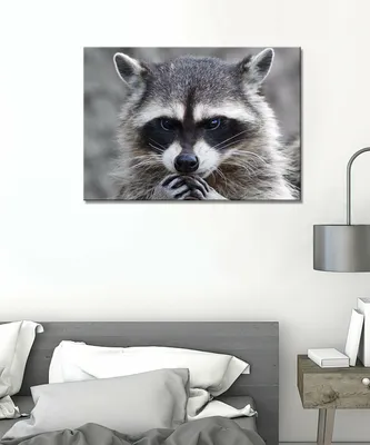 Стоковая фотография 1172774881: Raccoon Showing Angry Pose You Park |  Shutterstock