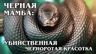 Ежедневно примерно 380 человек умирают от укусов ядовитых змей – в ВОЗ  предлагают меры предотвращения смертности | Новости ООН