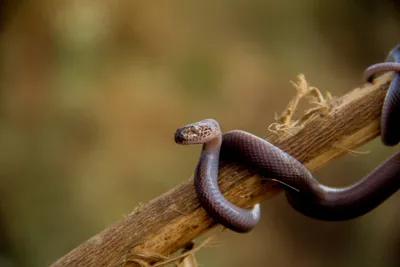 Boaedon fuliginosus (Змеи Южной Африки) · iNaturalist