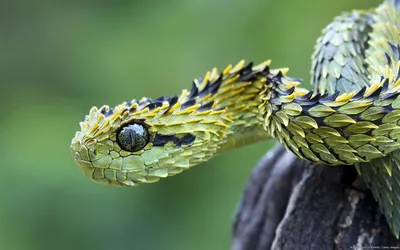 Африканский дракончик (Atheris)