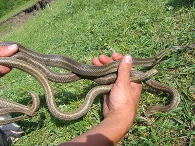 Не так страшен змей. Сообщения о нападении рептилий на людей - миф? |  ОБЩЕСТВО | АиФ Барнаул