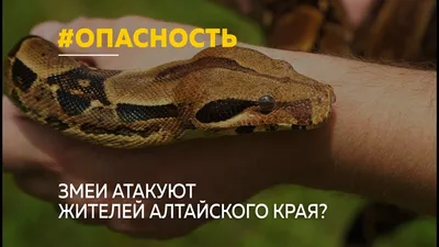 В этом году в Бийске стали чаще встречать змей в черте города