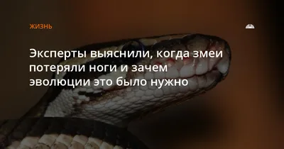 Ученый АлтГУ Александр Фомичев сфотографировал одну из самых опасных змей в  мире во время экспедиции в Узбекистан - Новости - Алтайский государственный  университет