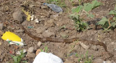 Эксперты выяснили, когда змеи потеряли ноги и зачем эволюции это было нужно