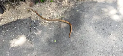 ОСОБЕННОСТИ РАСПРОСТРАНЕНИЯ ЯПОНСКОГО УЖА HEBIUS VIBAKARI (H. BOIE, 1826)  (COLUBRIDAE: NA