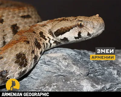 Змеи Армении - Общая характеристика и виды - ArmGeo.am