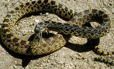 В мире появилась новая «армянская» змея: ученые из Европы настояли на этом  — Rusarminfo