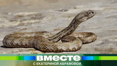 змеи — Газета Республика Армения