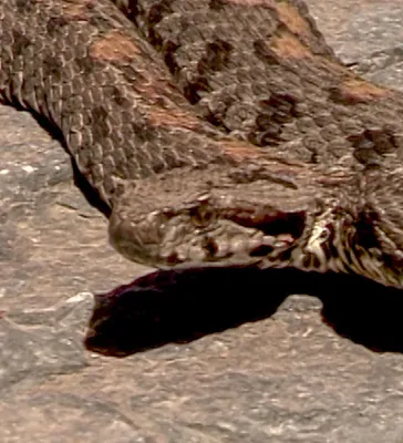 В центре Еревана есть змеи и скорпионы: совет специалиста