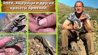 Сколько случаев змеиного укуса зафиксировано в Армении