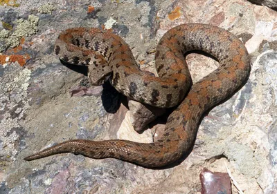 Змеи и скорпионы больше всего кусают в Армавирской области — Общественное  Радио Армении