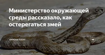 Змеи, ящерицы и другие красоты Армении. Snakes and lizards of Armenia -  YouTube