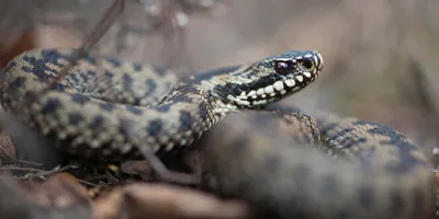 Новый вид змей назван в честь королевства железного века