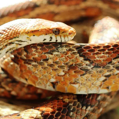Змеи в Армении чаще выходят к людям, строительство сгоняет их с мест  обитания – ученый - 05.07.2023, Sputnik Армения
