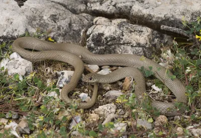 В честь Харрисона Форда назвали новый вид змеи | Euronews