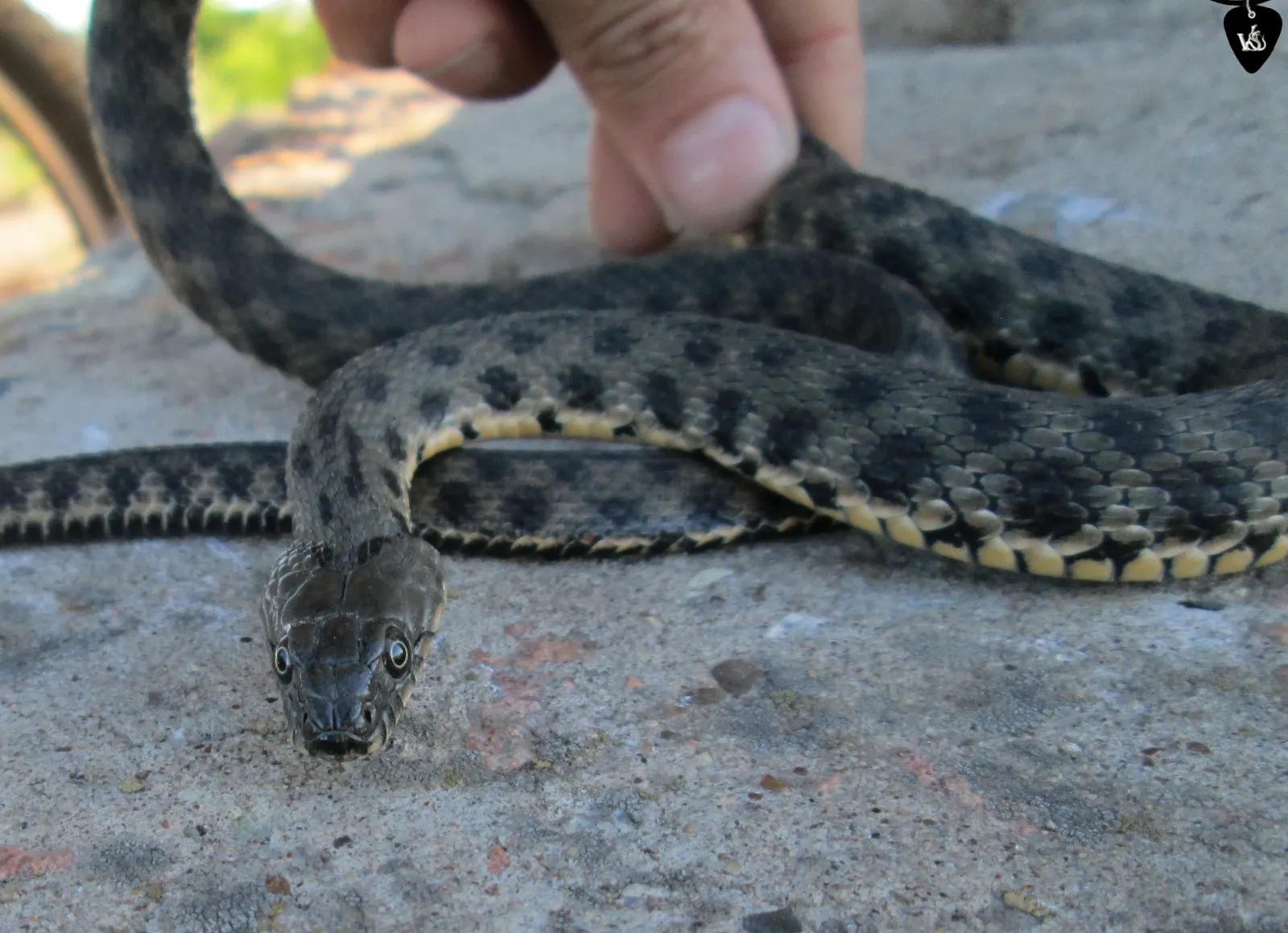 Змей астрахани. Водяной уж (Natrix tessellata). Змея шахматная гадюка. Полоз змея Астраханский. Водяной уж и шахматная гадюка.