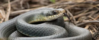 Сегодня в Уфе сразу две змеи из леса «попросились» в жилые дома. Одна из