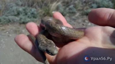 С начала летнего сезона три жителя Туймазинского района стали жертвами  укуса змей