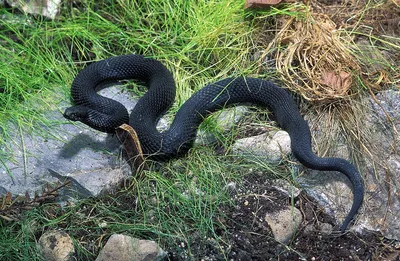 В Башкирии ядовитая змея попала в квартиру в ведре с картошкой | Новости  Йошкар-Олы и РМЭ