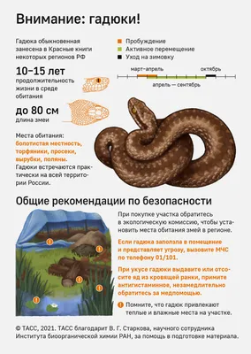 Змеиная опасность: как защититься от гадюк на дачном участке