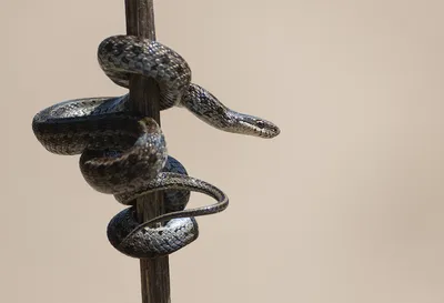 Да, Каа-а… Змеи: мифы и реальность | Егерский дневник | Дзен