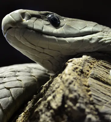 Grey snake | Черная мамба, Рептилии, Редколесье