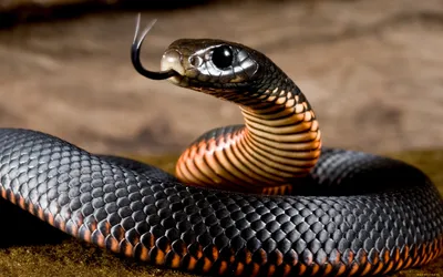 Профиль Ядовитой Черной Змеи Мамбы — стоковые фотографии и другие картинки  Африка - Африка, Голова животного, Горизонтальный - iStock